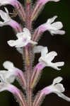 Carolina false vervain